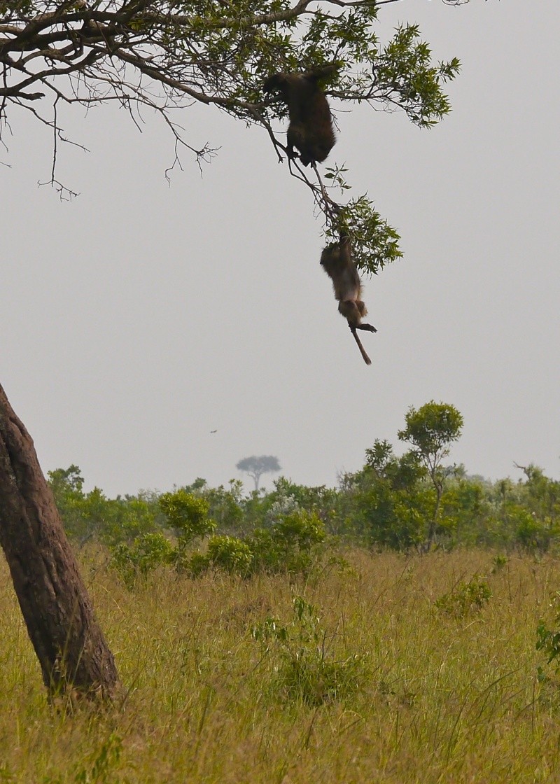 "Offbeat Safari" Mara North, Feb 2014 - Page 3 P1070615