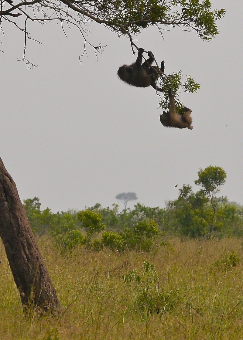 "Offbeat Safari" Mara North, Feb 2014 - Page 3 P1070616