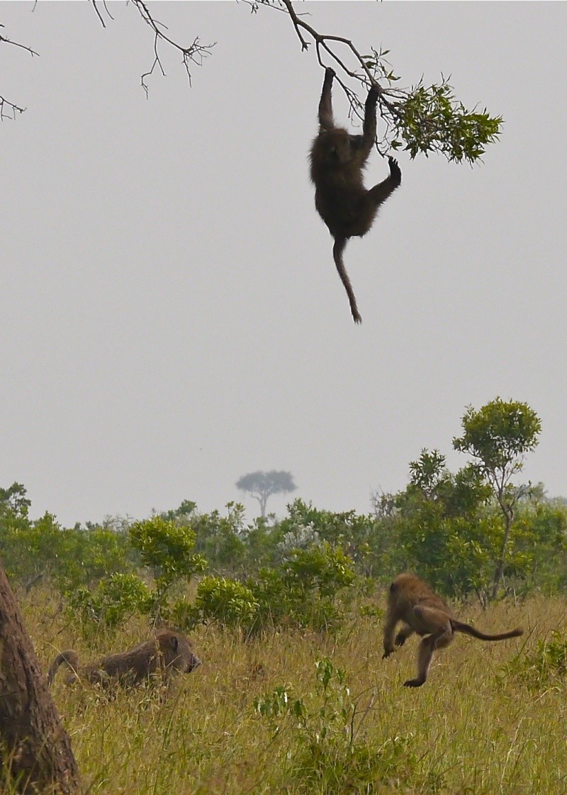 "Offbeat Safari" Mara North, Feb 2014 - Page 3 P1070617