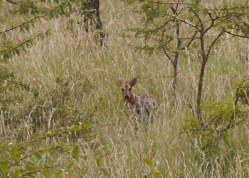 "Offbeat Safari" Mara North, Feb 2014 - Page 3 P1070618