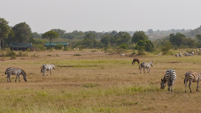 "Offbeat Safari" Mara North, Feb 2014 - Page 3 P1070619