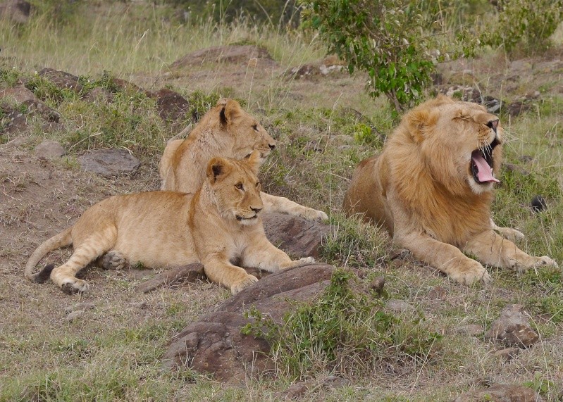 "Offbeat Safari" Mara North, Feb 2014 P1070910