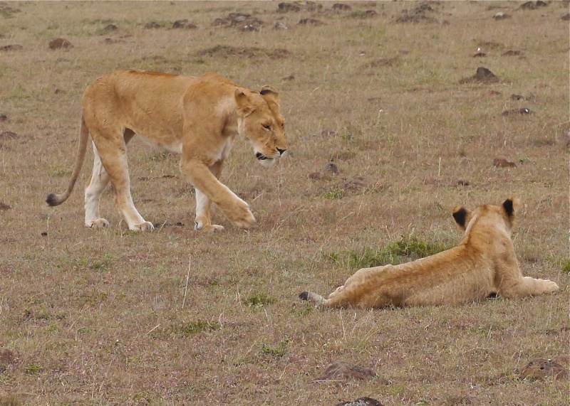 "Offbeat Safari" Mara North, Feb 2014 - Page 2 P1070918