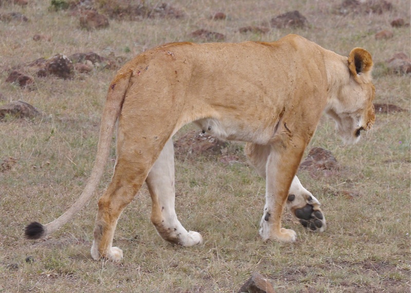 "Offbeat Safari" Mara North, Feb 2014 - Page 2 P1070919