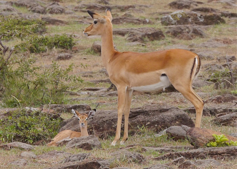 "Offbeat Safari" Mara North, Feb 2014 - Page 3 P1070921