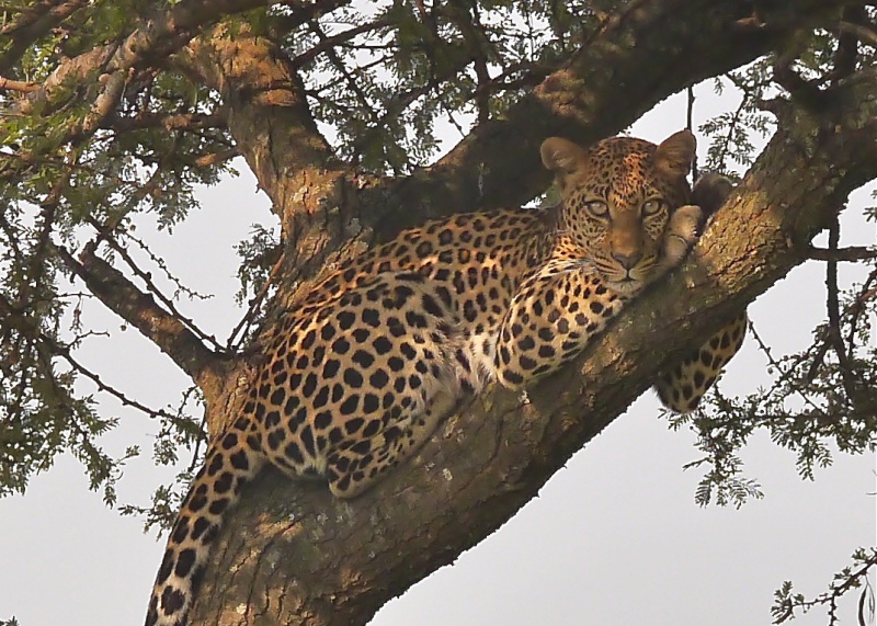 "Offbeat Safari" Mara North, Feb 2014 P1080015