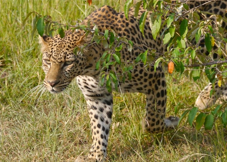 "Offbeat Safari" Mara North, Feb 2014 P1080024