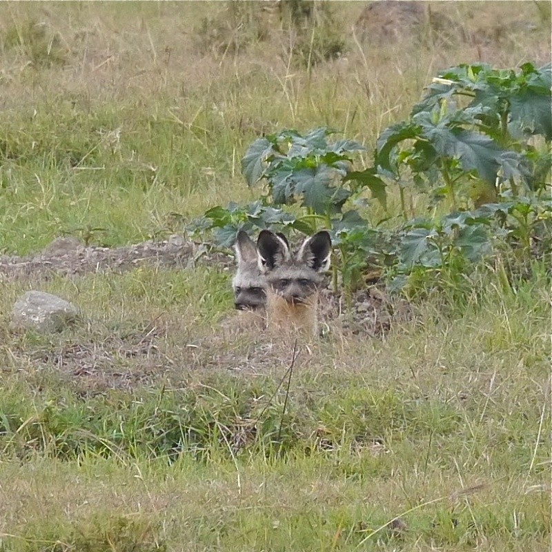 "Offbeat Safari" Mara North, Feb 2014 - Page 3 P1080318