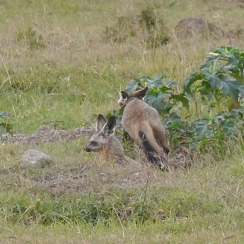 "Offbeat Safari" Mara North, Feb 2014 - Page 3 P1080319