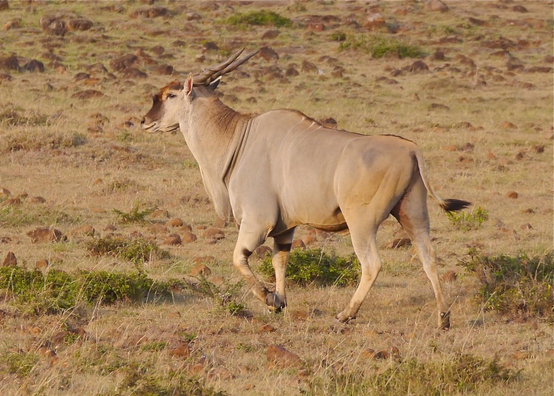 "Offbeat Safari" Mara North, Feb 2014 - Page 3 P1080514