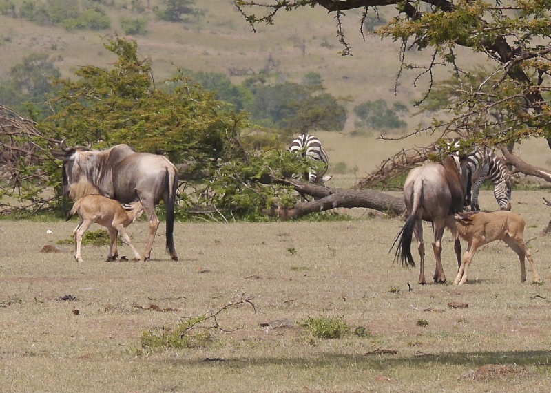 "Offbeat Safari" Mara North, Feb 2014 - Page 3 P1080625