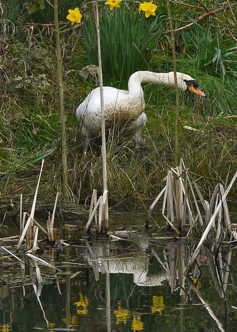 Nesting Swans - Page 4 P1090311