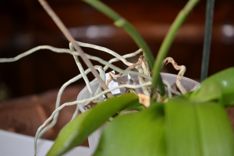 Phalaenopsis Liodoro L310