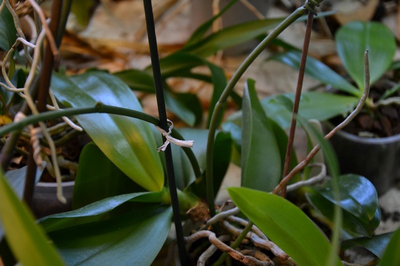 Phalaenopsis Liodoro - Page 2 Pl210