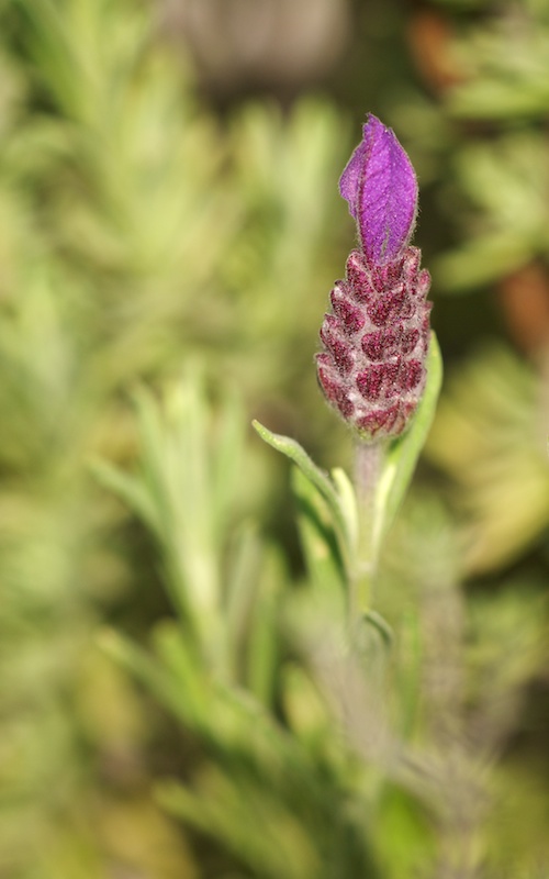 Lavande papillon Lavand10