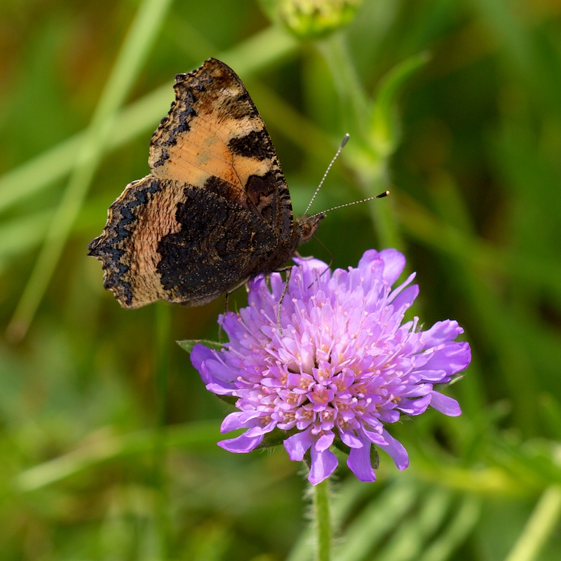 Papillon Papill10