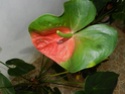 ANTHURIUM 18_oct13