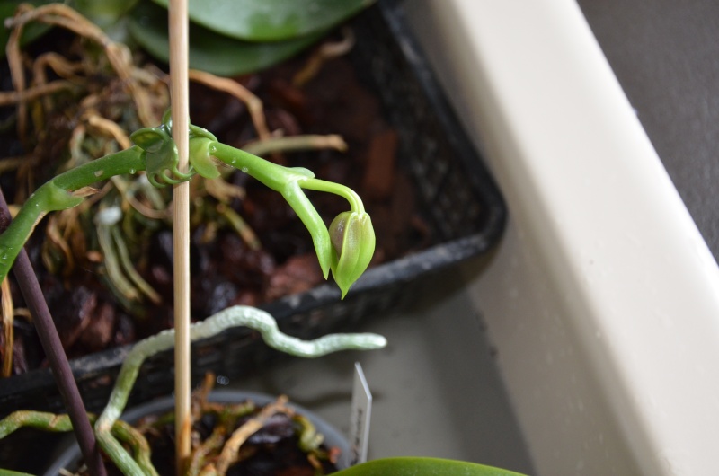 Phalaenopsis bellina x violacea (Samera) Phal_s10