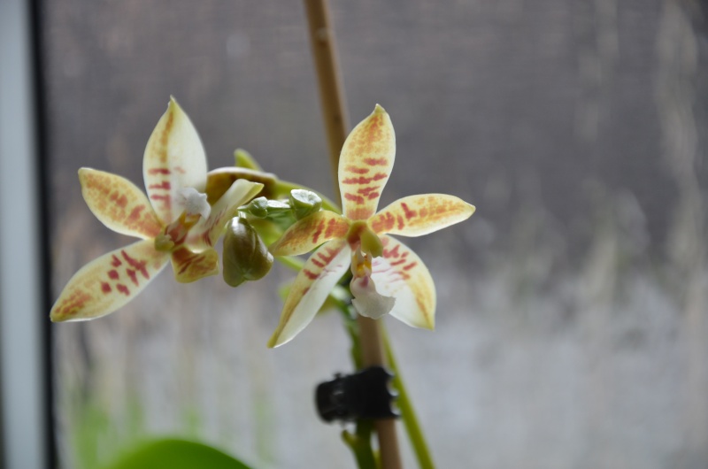 Phalaenopsis tetraspis x cornu cervi Phal_t10
