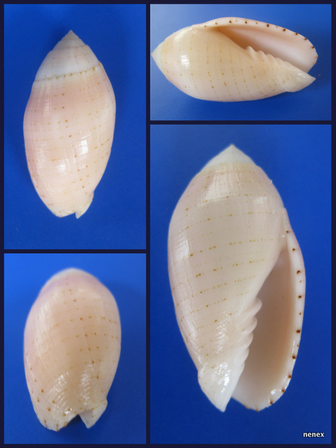 Pterygia nucea (Gmelin, 1791)  2014-013