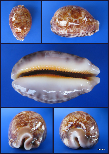 Leporicypraea geographica rewa - (Steadman & Cotton, 1943) 2014-015
