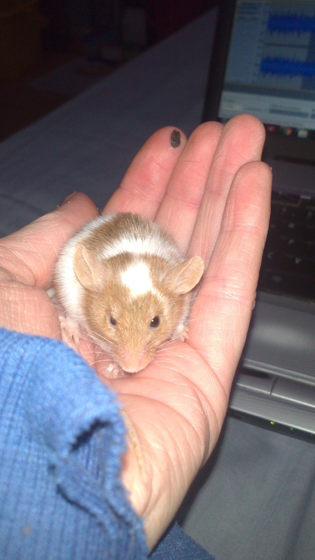 Mes moustaches de souris ! Dsc_0715