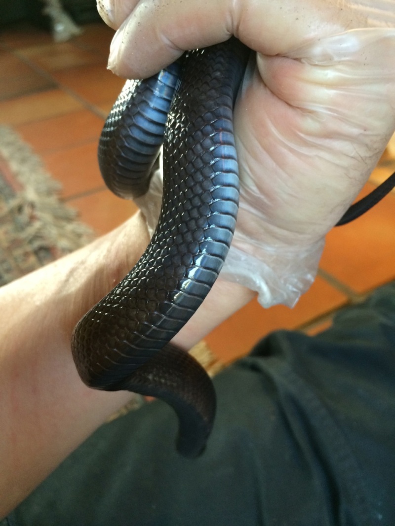 Lampropeltis getulus nigritus NC 2013 Img_4515