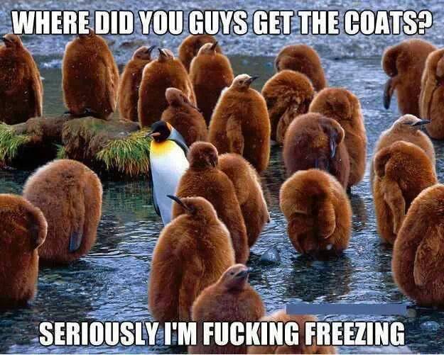 New Winter Coat Pengui10