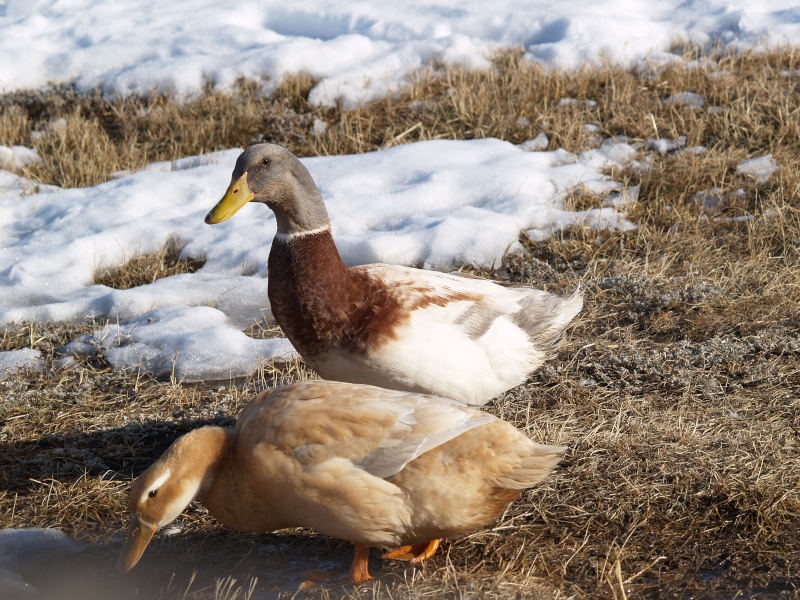 Saxony Duck Eggs P3134411