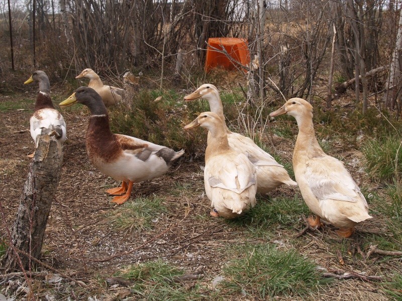 ducks in their spring pen P5016910