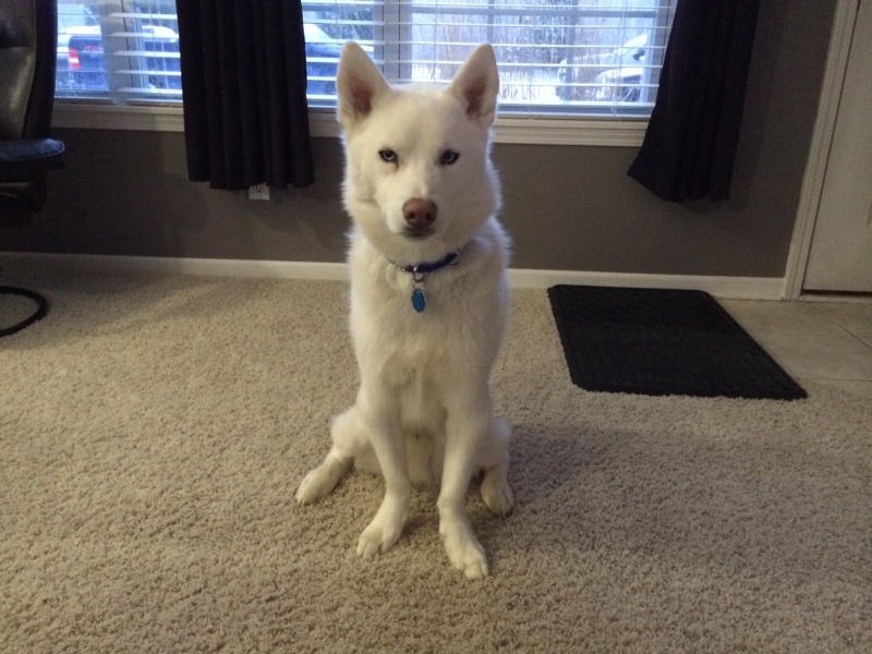 All white huskies, then and now pics please! Yukon_13