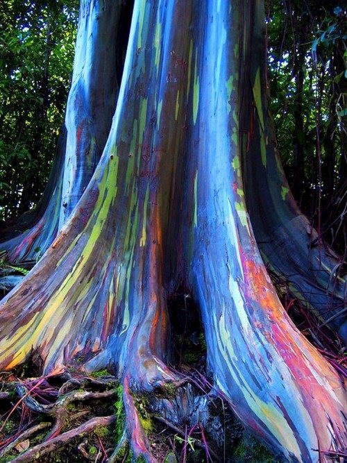 L'eucalyptus arc-en-ciel Arbol-10