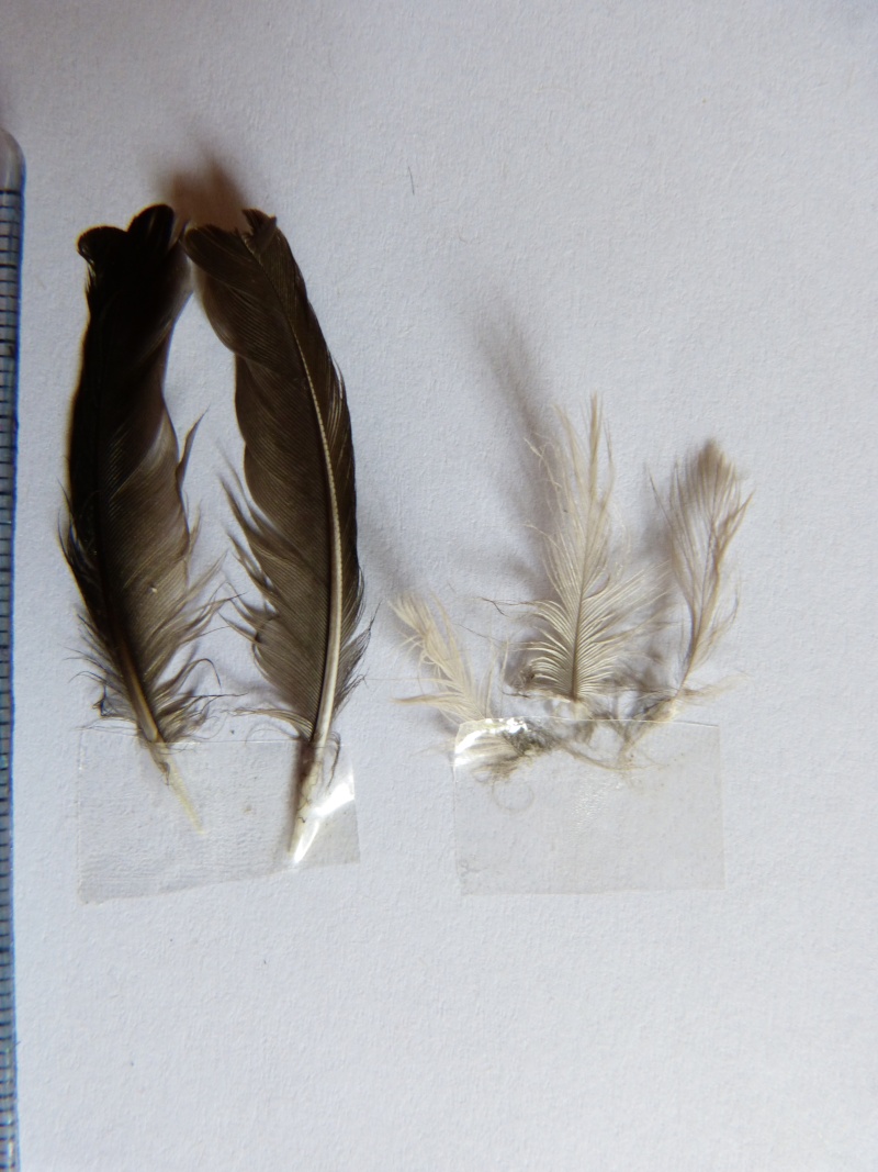 Quelques plumes à identifier P1140410