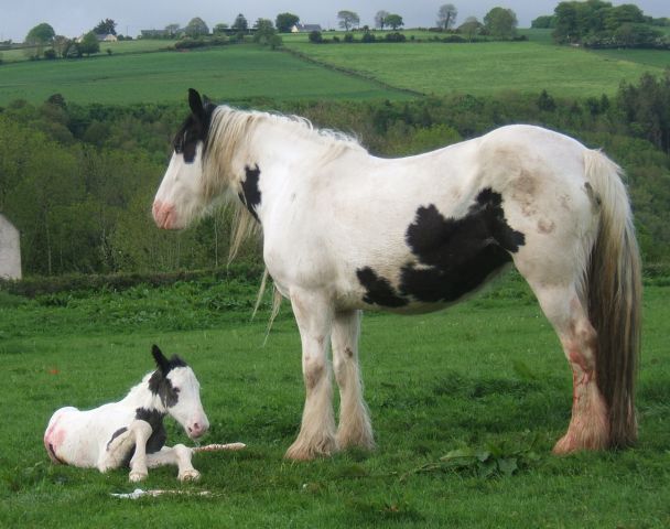 Mes premiers pas vers le monde des Irish Cob - Page 2 Image10