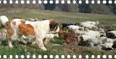 Nouvel élevage de st Bernard : des Alpages de la Croix - Page 15 5avril29