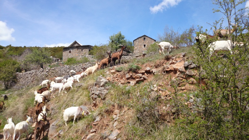 Nouvel élevage de st Bernard : des Alpages de la Croix - Page 16 Chiot_15
