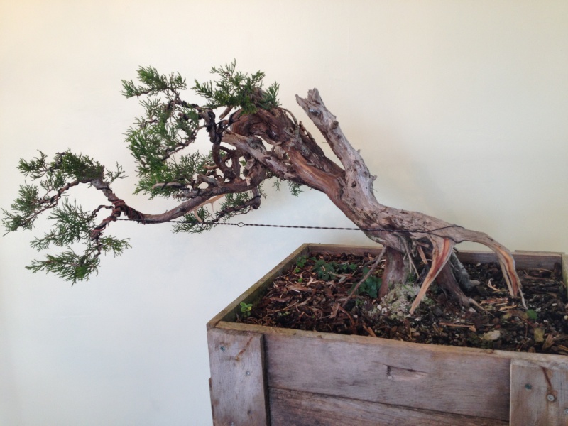 Collecting Eastern Red Cedar- Juniperus virginiana Img_1418