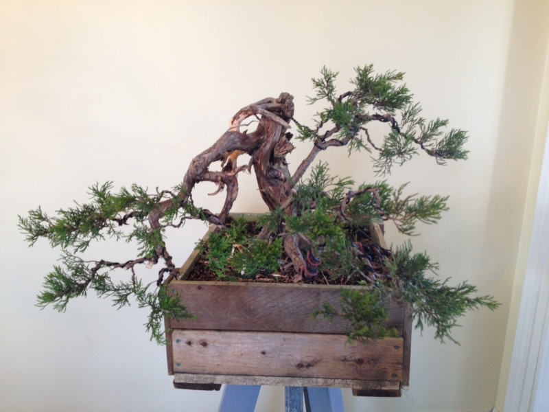 Collecting Eastern Red Cedar- Juniperus virginiana Img_1420