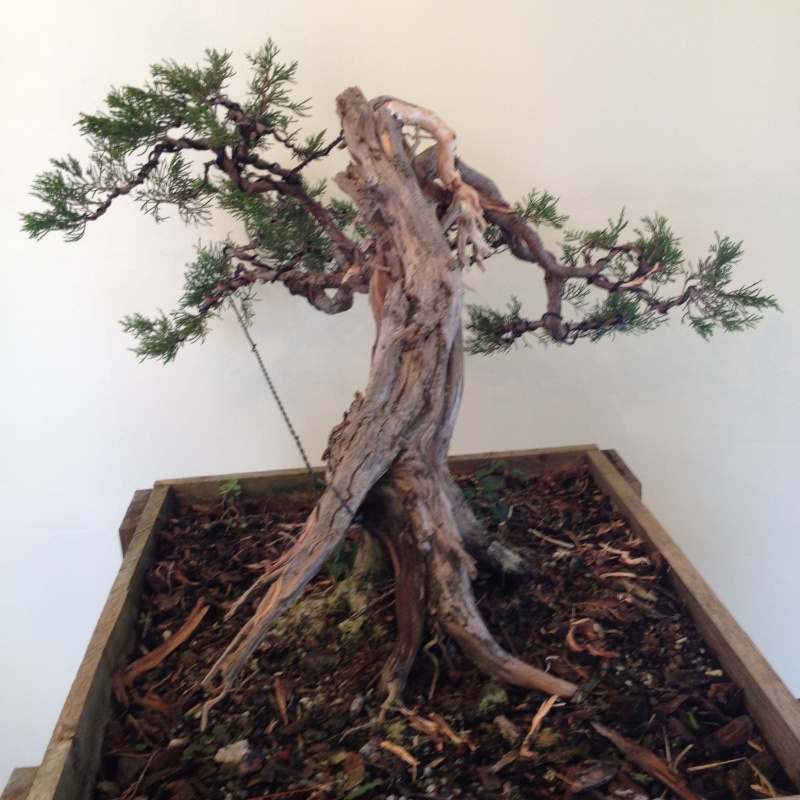Collecting Eastern Red Cedar- Juniperus virginiana  Img_1422