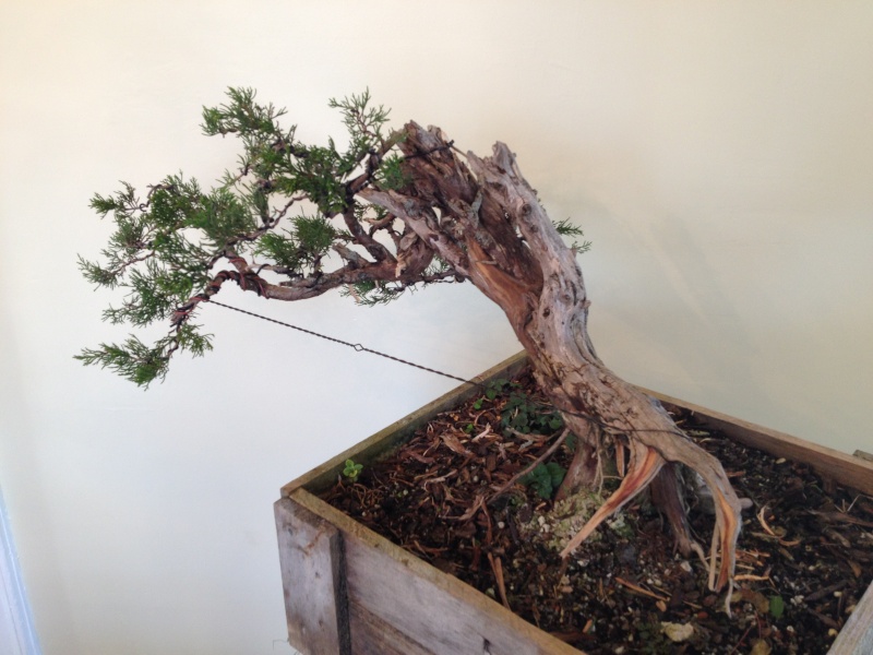 Collecting Eastern Red Cedar- Juniperus virginiana Img_1423