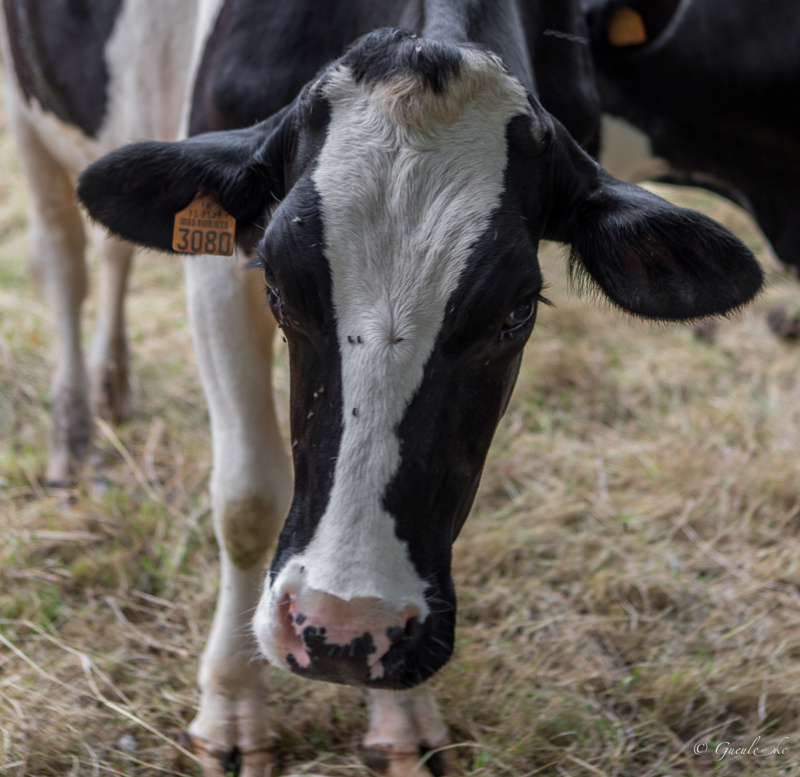 Une itinérance bretonne du 14 au 22 août 2021 Combou32