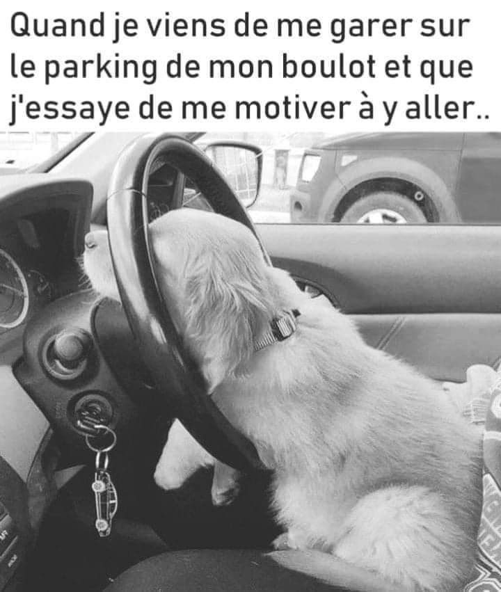 humour - Page 21 27229010