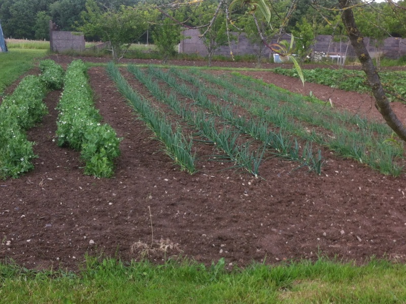 Mon jardin est en place Photo_92