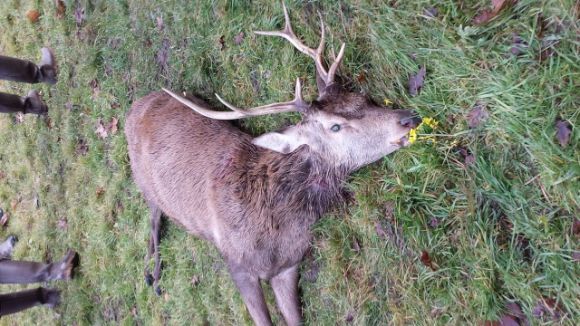 Saison de chasse au Grand Gibier 2013/2014 - Page 20 20140111