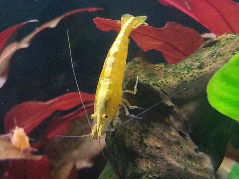 shrimp of rhi' 1111
