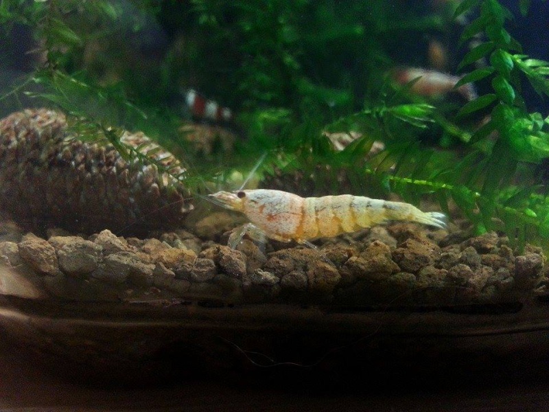 shrimp of rhi' 116