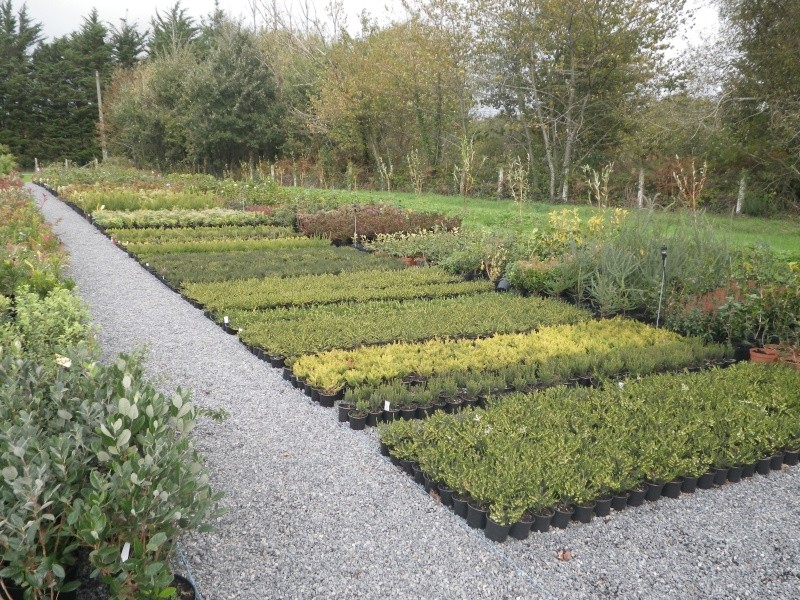 le jardin des oiseaux Imgp3117