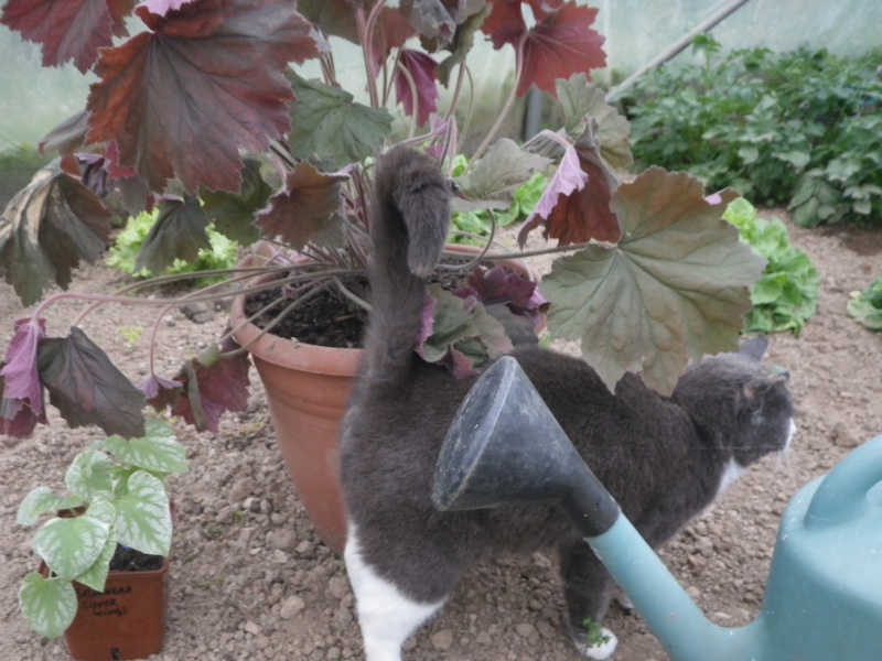 heuchera 'bronze beauty' Imgp4512