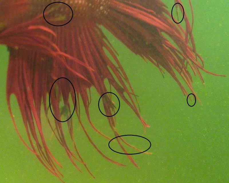 filaments accrochés aux nageoires Ff11