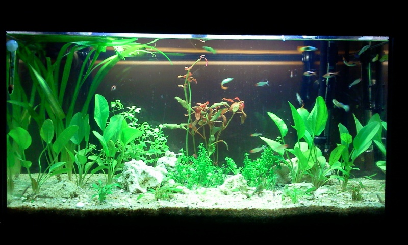 Quelles plantes choisir pour mon aquarium Photo110